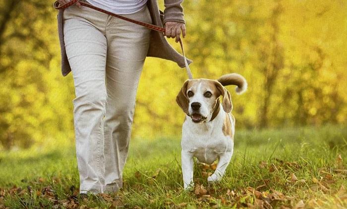 With plenty of paths and an area to run free, bring your best friend to enjoy the beautiful Meadow Springs Country & Leisure Park